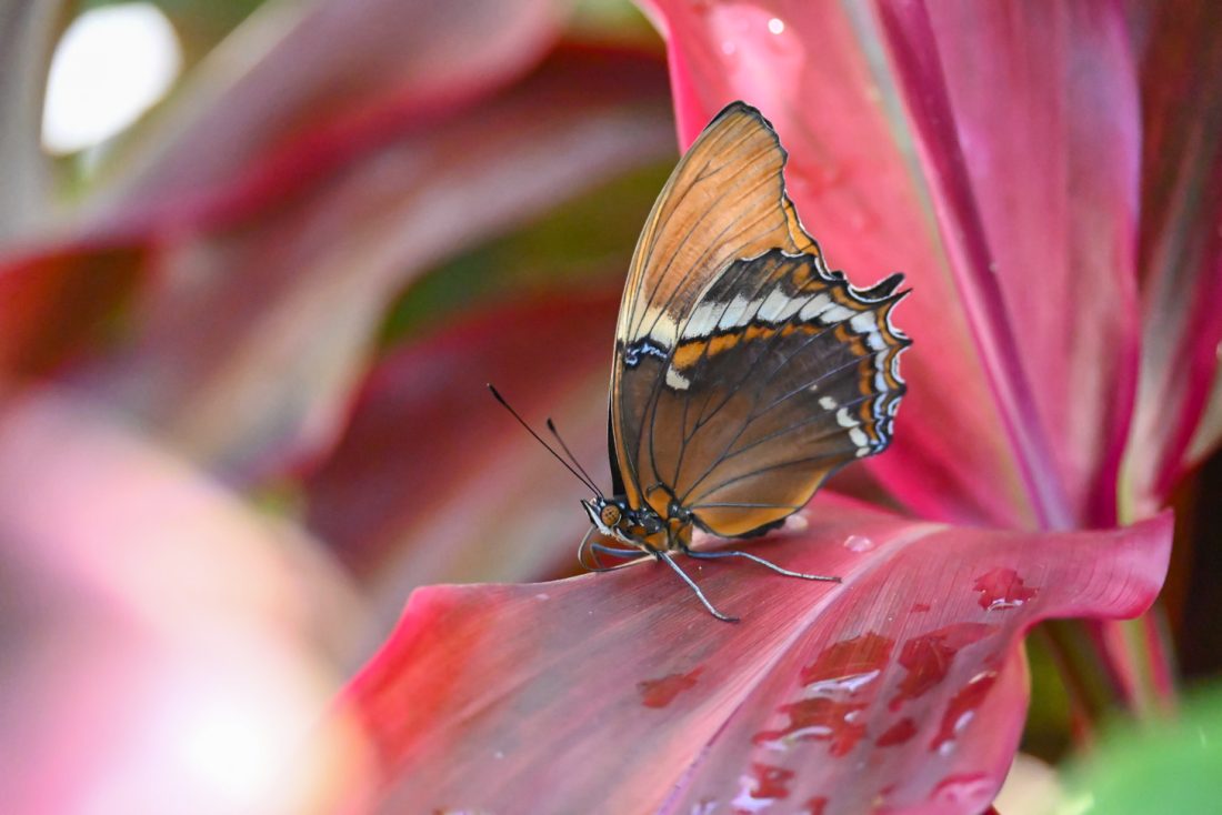 Butterfly Farm
