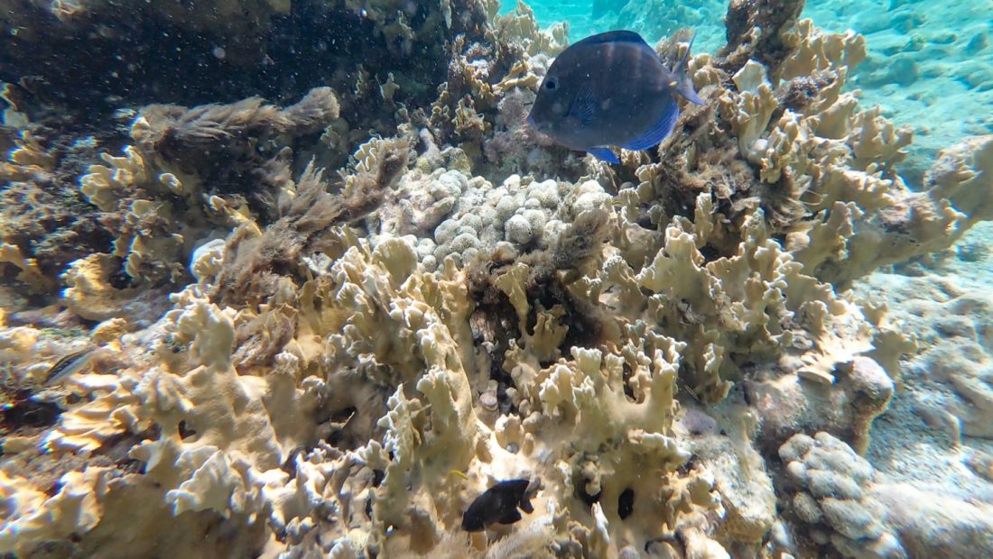 Duiken en snorkelen
